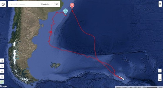 Rastreo satelital del ejemplar marcado el día 10 de octubre de 2025.
El círculo celeste indica el inicio del recorrido. El círculo rosa la posición correspondiente a la última observación.
La imagen indica la ubicación el día 17 de octubre.
Entre los días 23 y 25 de octubre el ejemplar permaneció en las Islas Georgias del Sur.